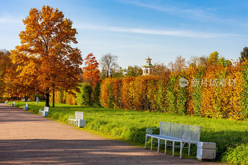 秋天的树叶在亚历山大公园，Tsarskoe Selo(普希金)，圣彼得堡，俄罗斯